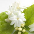 یاسمن سامباک