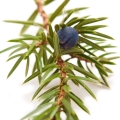 ارس